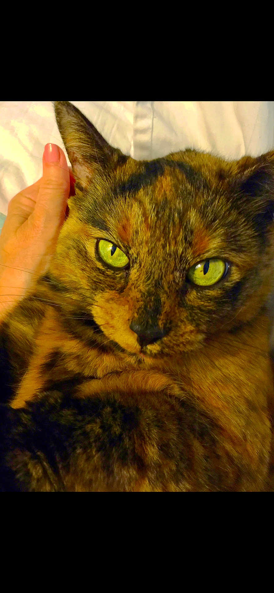 Ellie is registered to the contest to win money with this photo: cat, tortoiseshell, green_eyes, close_up, pet, feline, fur, hand, resting, indoor, comfort, animal, portrait, face, whiskers, domestic, cute, expression, eyes, mammal