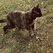 Channel a rejoint le concours — aidez-le/la à gagner de superbes lots ! cat, tortoiseshell, grass, outdoor, animal, pet, nature, feline, curious, walking, greenery, daylight, ears, whiskers, tail, ground, car_tire, side_view, mammal, small_animal