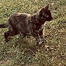 cat, tortoiseshell, grass, outdoor, animal, pet, nature, feline, curious, walking, greenery, daylight, ears, whiskers, tail, ground, car_tire, side_view, mammal, small_animal