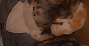 Channel participe au concours pour gagner de l'argent avec cette photo : cat, kitten, tortoiseshell_cat, white_kitten, orange_kitten, nursing, box, fabric, cozy, animal, pet, mother_cat, newborn, sleeping, cute, indoor, resting, love, heart_emoji, feline