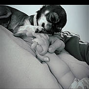 Ulysse a rejoint le concours — aidez-le/la à gagner de superbes lots ! dog, baby, hand, paw, black_and_white, closeup, cuddle, affection, comfort, sleeping, pet, infant, resting, indoor, cute, bond, gentle, small_dog, human, love