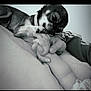 dog, baby, hand, paw, black_and_white, closeup, cuddle, affection, comfort, sleeping, pet, infant, resting, indoor, cute, bond, gentle, small_dog, human, love