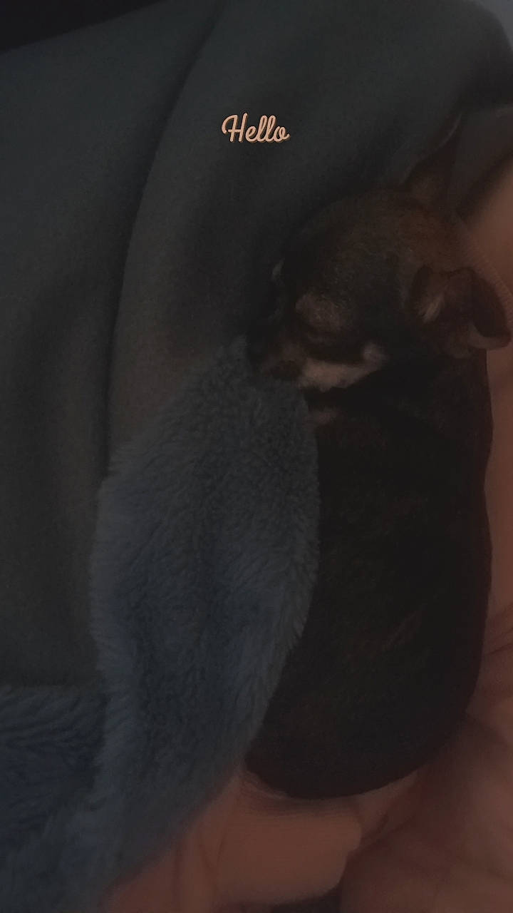 Ulysse participe au concours pour gagner de l'argent avec cette photo : canidae, carnivore, circle, comfort, companion_dog, darkness, dog_breed, felidae, flooring, fur, grey, human_leg, paw, shadow, small_to_medium_sized_cats, snout, sporting_group, tail, terrestrial_animal, whiskers