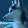 Stella participe au concours pour gagner de l'argent avec cette photo : dog, husky, puppy, profile, side_view, fur, ears, blanket, bed, pet, animal, canine, collar, blue_tint, indoor, soft_light, close_up, cute, calm, resting