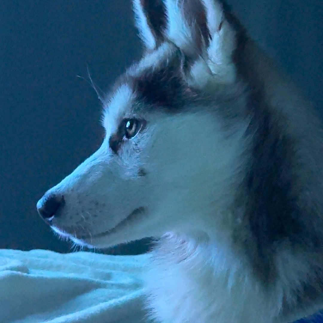 Stella participe au concours pour gagner de l'argent avec cette photo : animal, bed, blanket, blue_tint, calm, canine, close_up, collar, cute, dog, ears, fur, husky, indoor, pet, profile, puppy, resting, side_view, soft_light