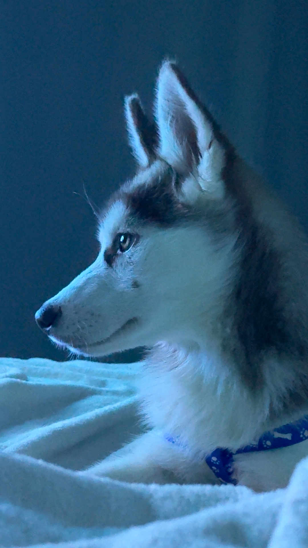 Stella