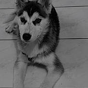 Stella a rejoint le concours — aidez-le/la à gagner de superbes lots ! husky, puppy, dog, pet, animal, canine, lying_down, floor, tile_floor, indoor, black_and_white, fur, ears, paws, cute, young, looking, portrait, domestic_animal, mammal