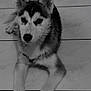 husky, puppy, dog, pet, animal, canine, lying_down, floor, tile_floor, indoor, black_and_white, fur, ears, paws, cute, young, looking, portrait, domestic_animal, mammal