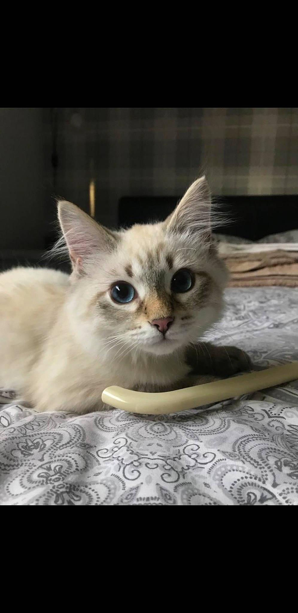 Stitch is registered to the contest to win money with this photo: balinese, box, carnivore, cat, cat_furniture, cat_supply, claw, domestic_short_haired_cat, fawn, felidae, fur, paw, pet_supply, photo_caption, sitting, small_to_medium_sized_cats, tail, thai, tonkinese, whiskers