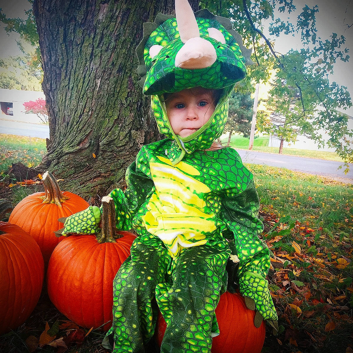 Franklin joined the competition — help win amazing prizes! _and_melon_family, _gourd, autumn, calabaza, child, costume, cucumber, cucurbita, gourd, hat, headgear, headwear, leaf, person, plant, pumpkin, squash, toddler, trick_or_treat, vegetable