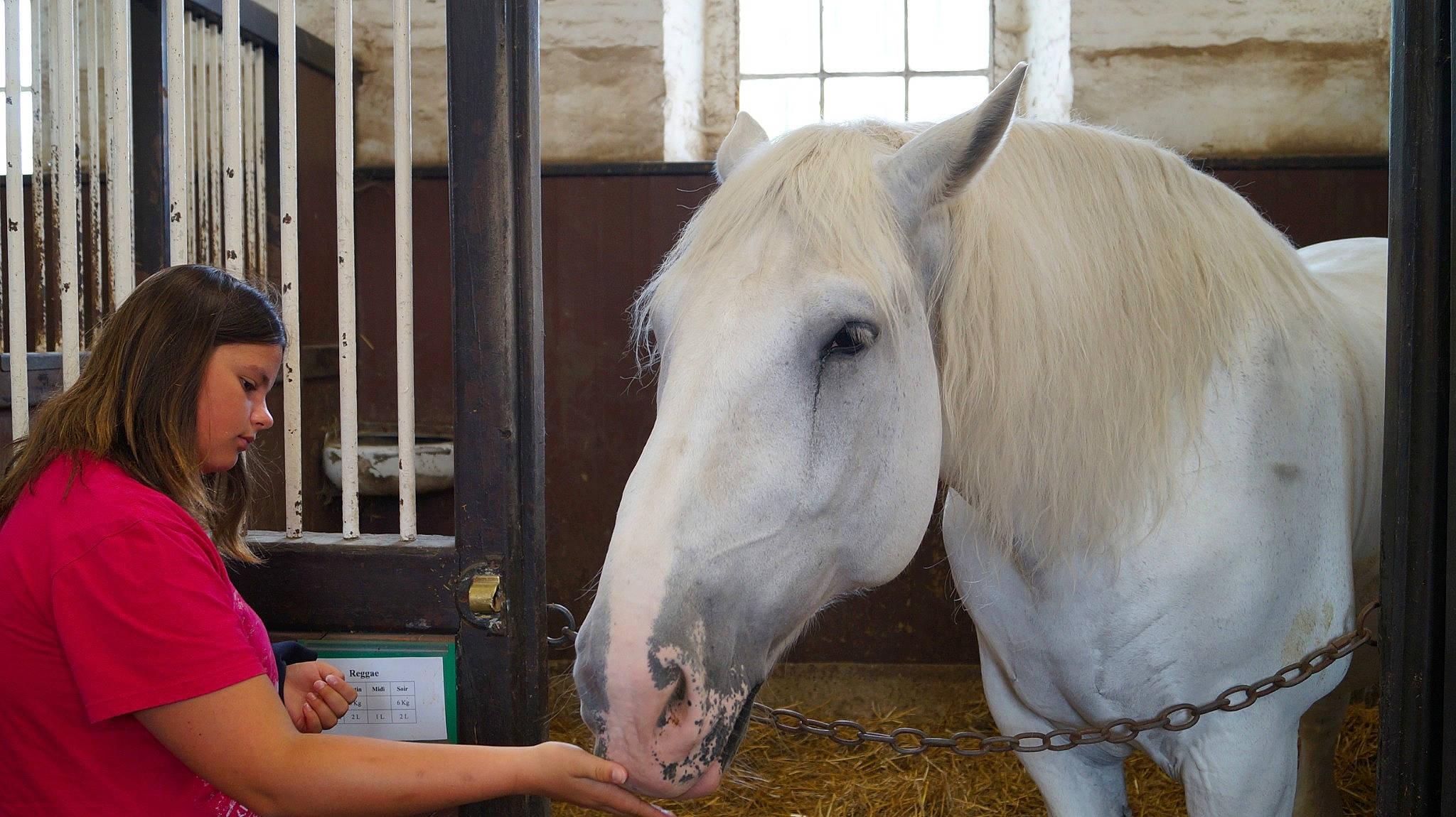 Princesse a rejoint le concours — aidez-le/la à gagner de superbes lots ! horse, horse_like_mammal, horse_supplies, horse_tack, livestock, mane, mare, mustang_horse, pack_animal, person, snout, stable, stallion