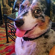 Stryker joined the competition — help win amazing prizes! dog, indoor, pet, tongue_out, colorful_rug, glass_table, fireplace, collar, close_up, happy, furry, brown, white, black, ears, eyes, nose, living_room, home, animal