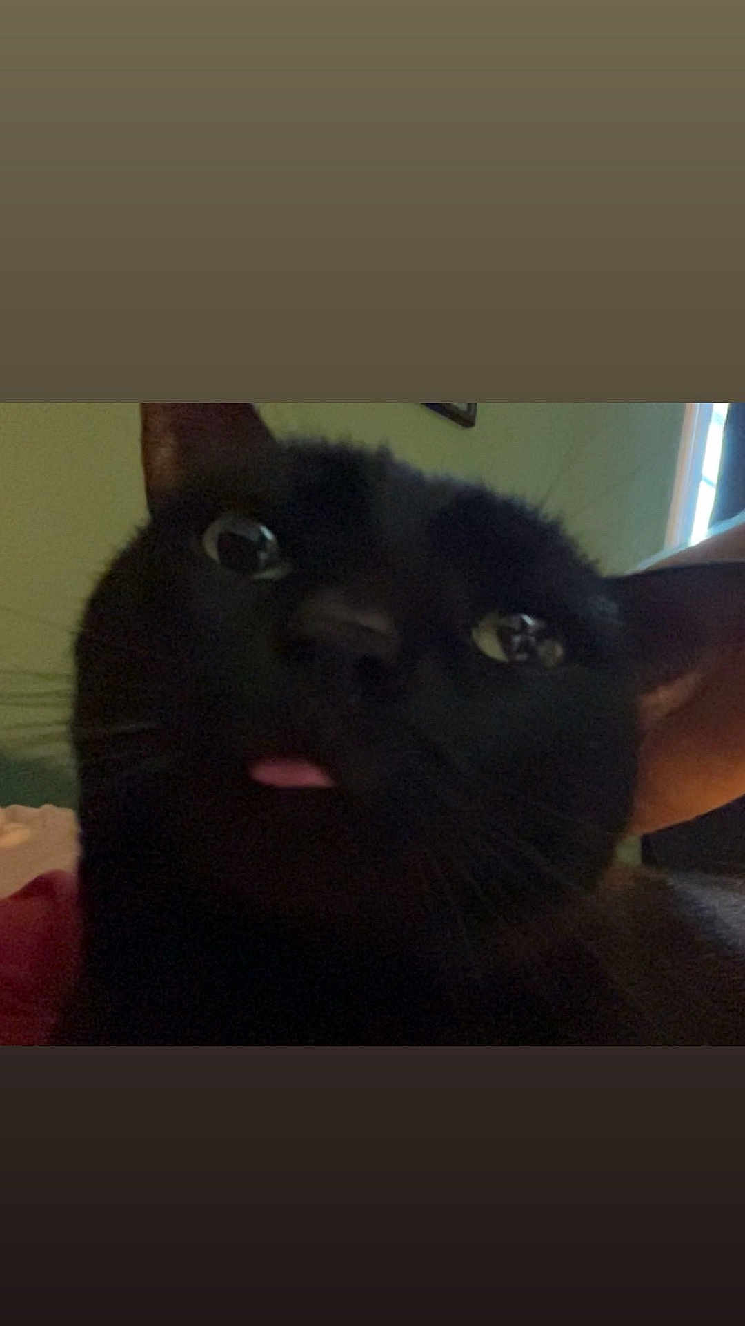 Baby joined the competition — help win amazing prizes! animal, black_cat, blurry, cat, close_up, cute, ears, eyes, face, feline, fur, home, indoor, low_light, pet, portrait, selfie_style, tongue, whiskers, window_light