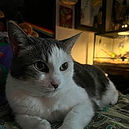 Rose is registered to the contest to win money with this photo: cat, animal, pet, indoor, white, gray, fur, closeup, relaxed, pattern, bedspread, poster, art, ambient_light, cozy, feline, whiskers, ears, portrait, resting