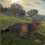 Asher is registered to the contest to win money with this photo: cat, tabby_cat, grass, outdoor, sunlight, tree, building, sky, clouds, yard, animal, pet, nature, sunset, daytime, mammal, relaxing, open_mouth, feline, leaf
