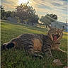 cat, tabby_cat, grass, outdoor, sunlight, tree, building, sky, clouds, yard, animal, pet, nature, sunset, daytime, mammal, relaxing, open_mouth, feline, leaf