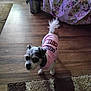 animal, carpet, clothing, companion, curious, cute, decor, dog, ears, flooring, fur, furniture, home, indoor, pet, pink_shirt, rug, small_dog, tail, wooden_floor