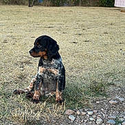 Baïko participe au concours pour gagner de l'argent avec cette photo : puppy, dog, grass, rocks, outdoor, nature, house, building, tree, sunset, sky, pet, animal, brown, black, small, sitting, curious, field, fence