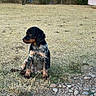puppy, dog, grass, rocks, outdoor, nature, house, building, tree, sunset, sky, pet, animal, brown, black, small, sitting, curious, field, fence