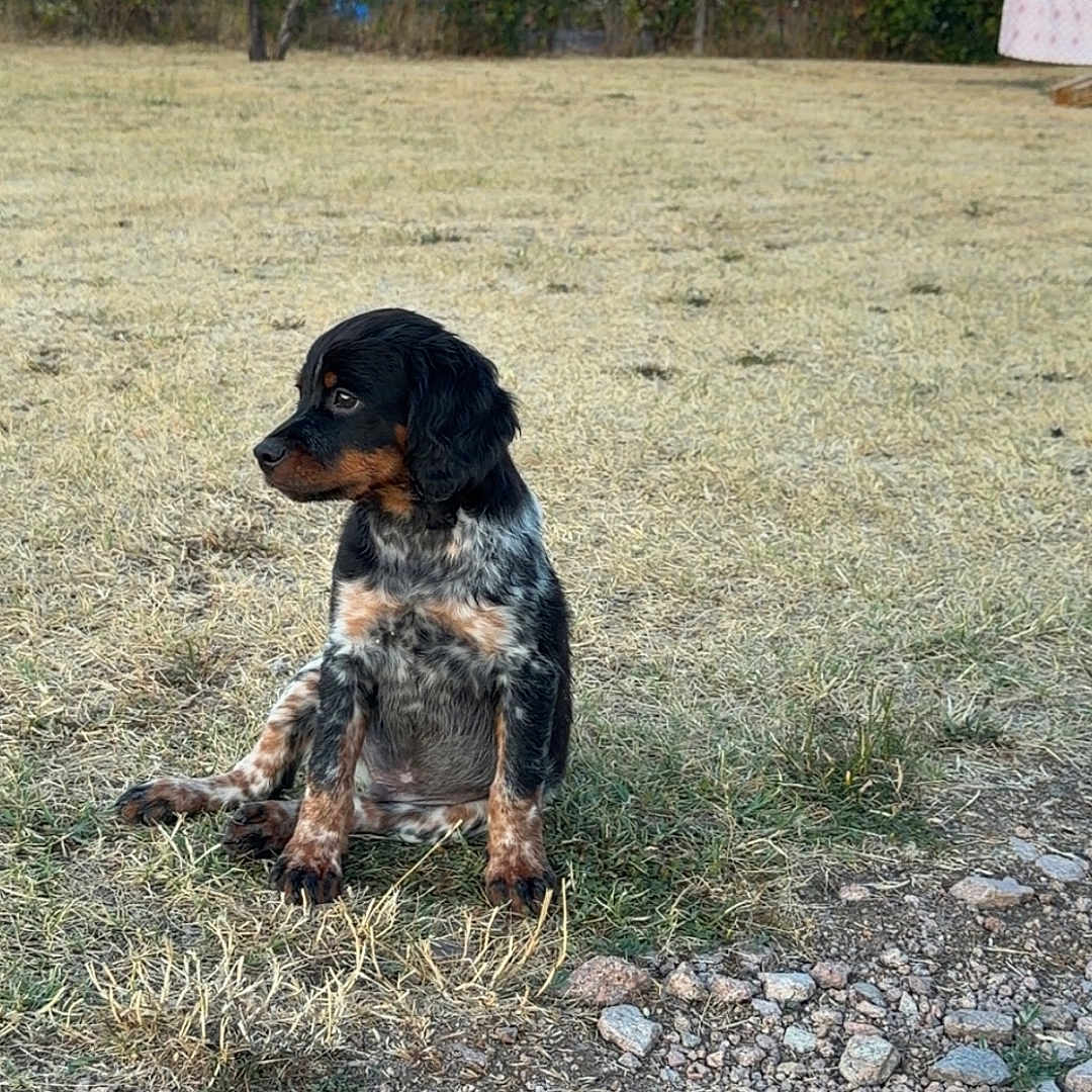 Baïko participe au concours pour gagner de l'argent avec cette photo : puppy, dog, grass, rocks, outdoor, nature, house, building, tree, sunset, sky, pet, animal, brown, black, small, sitting, curious, field, fence