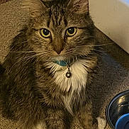 Rose joined the competition — help win amazing prizes! cat, tabby, pet, collar, bell, carpet, indoor, animal, feline, water_bowl, fluffy, whiskers, ears, eyes, paws, domestic, cute, attention, sitting, fur