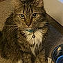 cat, tabby, pet, collar, bell, carpet, indoor, animal, feline, water_bowl, fluffy, whiskers, ears, eyes, paws, domestic, cute, attention, sitting, fur