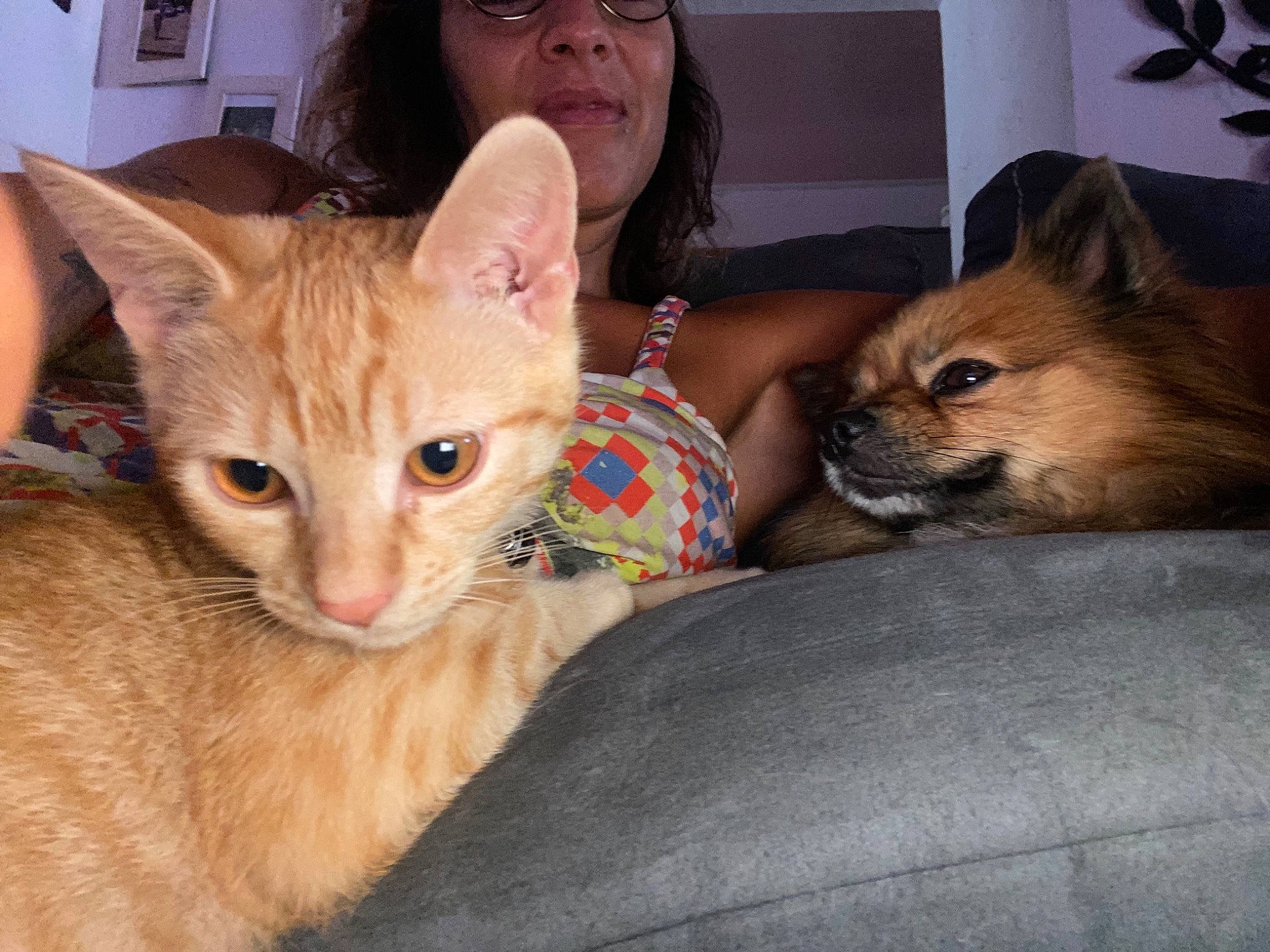 Potiron participe au concours pour gagner de l'argent avec cette photo : carnivore, cat, comfort, companion_dog, domestic_short_haired_cat, fawn, felidae, fur, iris, lap, paw, picture_frame, sitting, small_to_medium_sized_cats, snout, spitz, tail, toy_dog, vertebrate, whiskers