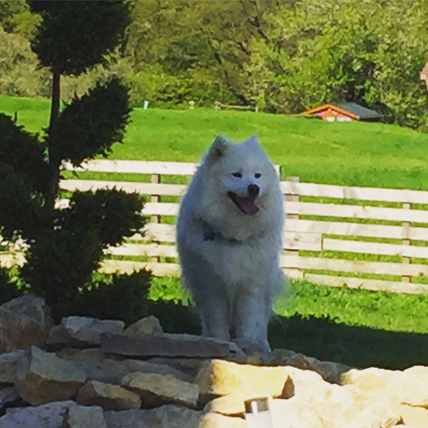 Layko participe au concours pour gagner de l'argent avec cette photo : american_eskimo_dog, ancient_dog_breeds, canis, carnivore, companion_dog, dog, dog_breed, fence, fur, german_spitz_mittel, grass, home_fencing, landscape, plant, spitz, terrestrial_animal, tree, volpino_italiano, wolf, working_dog