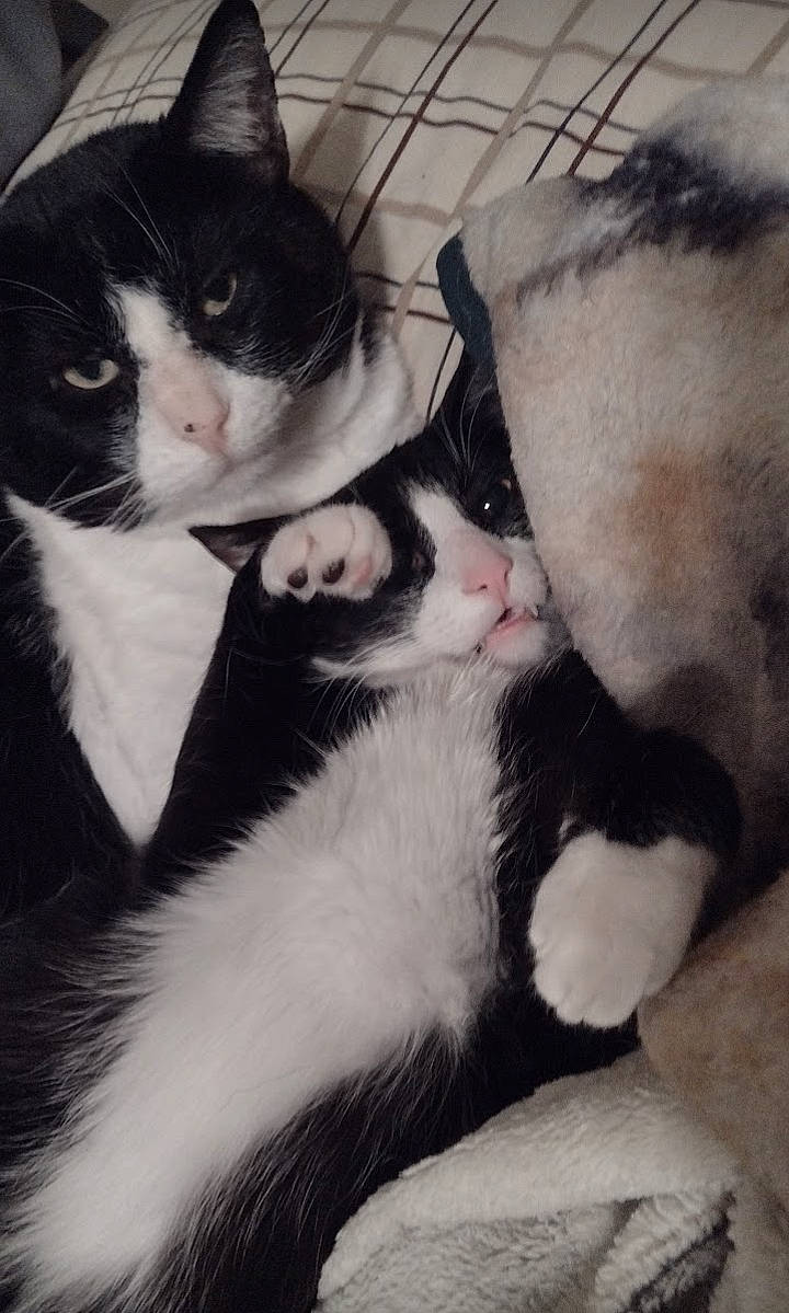 Sammy is registered to the contest to win money with this photo: carnivore, cat, cloud, comfort, companion_dog, domestic_short_haired_cat, felidae, formal_wear, fur, love, mammal, monochrome, monochrome_photography, nap, paw, small_to_medium_sized_cats, snout, tail, vertebrate, whiskers