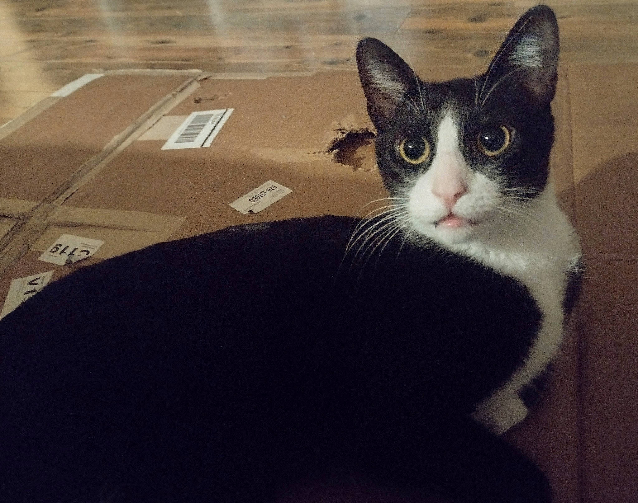 Sammy joined the competition — help win amazing prizes! black_cat, carnivore, cat, comfort, domestic_short_haired_cat, eye, felidae, flooring, formal_wear, fur, grey, monochrome, monochrome_photography, paw, sitting, small_to_medium_sized_cats, snout, tail, whiskers, window