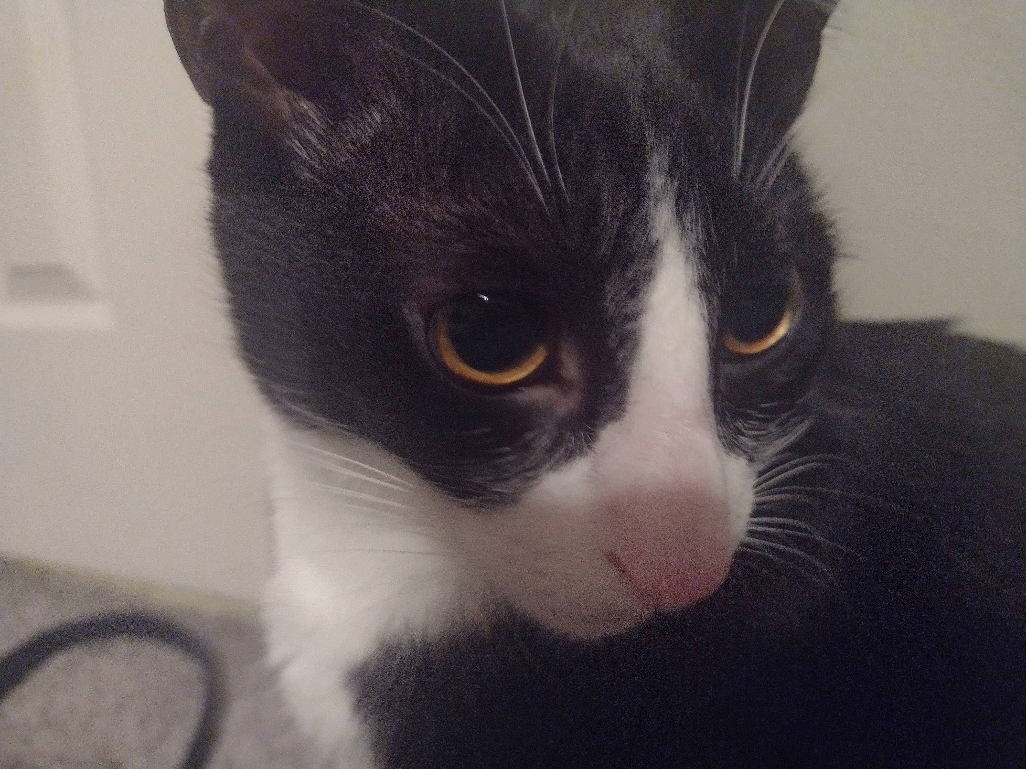 Sammy joined the competition — help win amazing prizes! black_cat, carnivore, cat, domestic_short_haired_cat, eye, felidae, fur, head, monochrome_photography, small_to_medium_sized_cats, snout, tail, whiskers