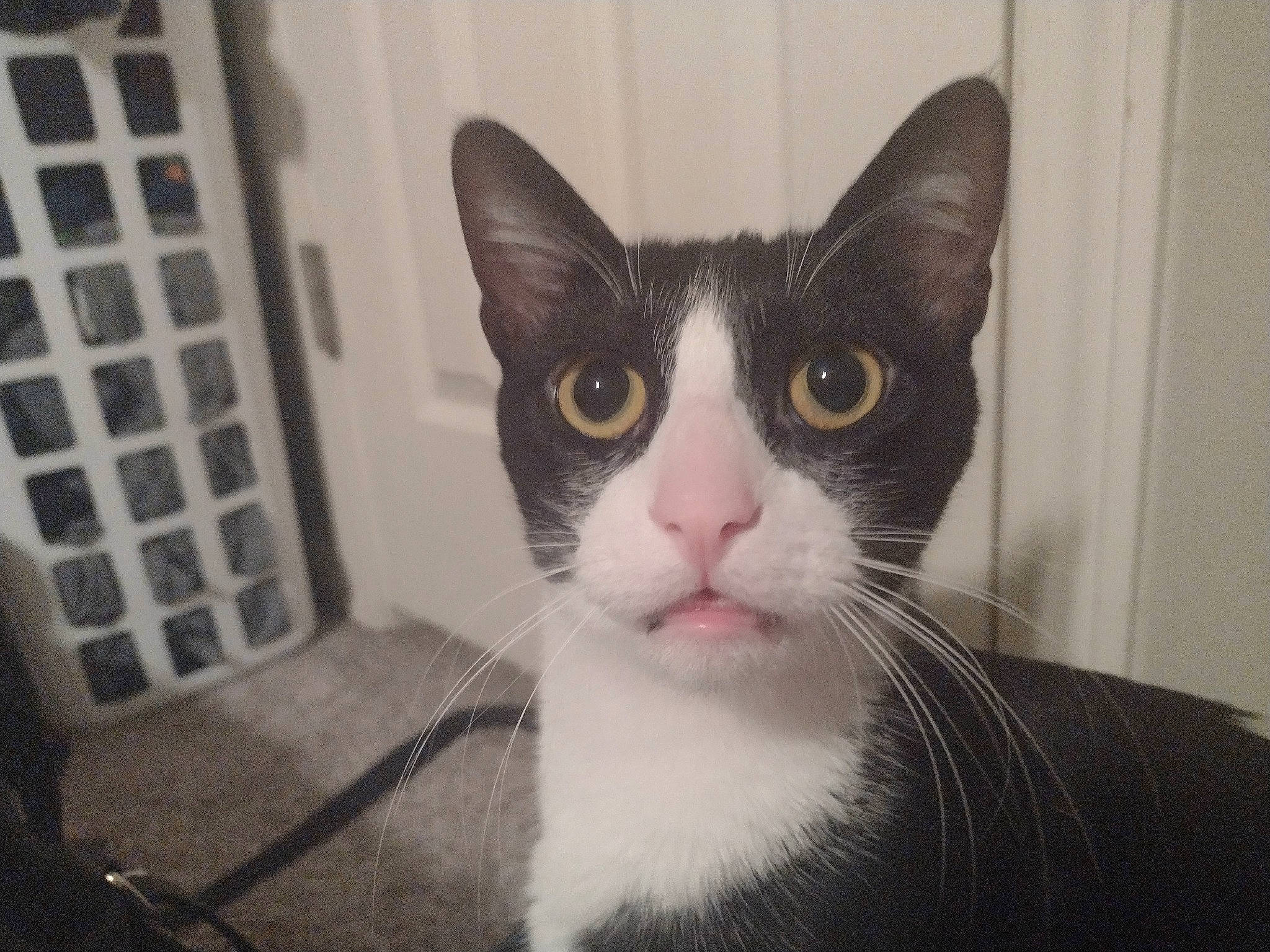 Sammy is registered to the contest to win money with this photo: carnivore, cat, domestic_short_haired_cat, felidae, fur, small_to_medium_sized_cats, snout, whiskers