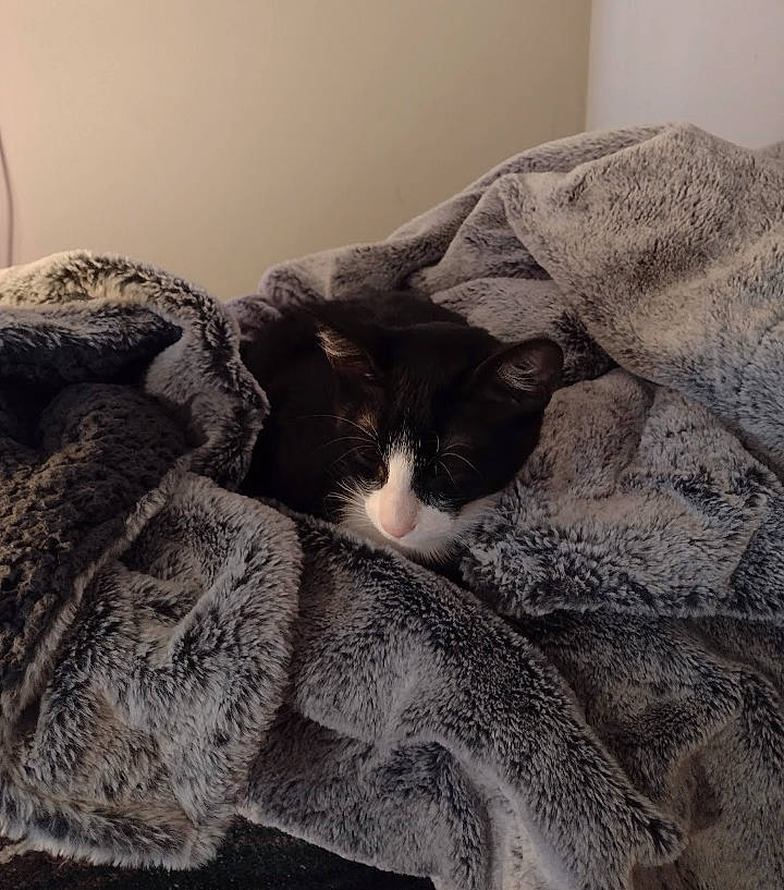 Sammy joined the competition — help win amazing prizes! bedding, carnivore, cat, cloud, comfort, domestic_short_haired_cat, felidae, fur, grey, linens, nap, paw, sand, small_to_medium_sized_cats, snout, tail, textile, whiskers, wood, wool