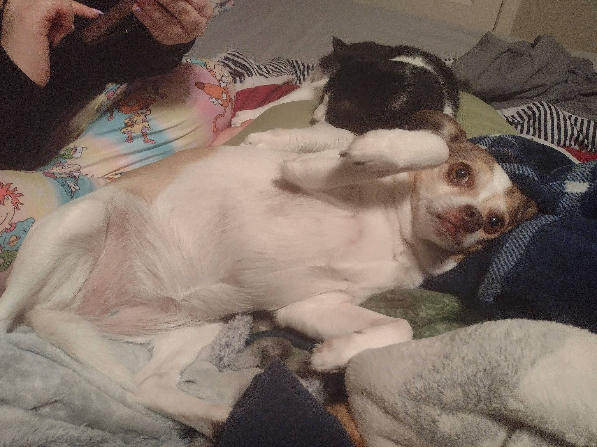 Iggy joined the competition — help win amazing prizes! abdomen, bedding, bedtime, canidae, carnivore, cat, comfort, companion_dog, dog_breed, fawn, felidae, flesh, fur, lap, linens, nap, sitting, small_to_medium_sized_cats, sporting_group, whiskers