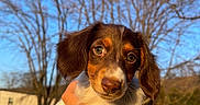 Kahlissi is registered to the contest to win money with this photo: animal, brown_fur, car, close_up, cute, daylight, dog, expression, nature, outdoor, parking_lot, person_hand, pet, portrait, puppy, sky, sunlight, tree, white_fur, young