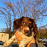 animal, brown_fur, car, close_up, cute, daylight, dog, expression, nature, outdoor, parking_lot, person_hand, pet, portrait, puppy, sky, sunlight, tree, white_fur, young