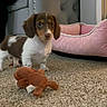 Kahlissi is registered to the contest to win money with this photo: animal, brown_and_white, carpet, couch, cozy, curious, cute, dog, dog_bed, floor, furniture, home, indoor, living_room, person_partial, pet, plush_toy, puppy, small_dog, toy