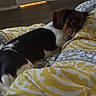 Kahlissi is registered to the contest to win money with this photo: dog, sleeping, blanket, bed, indoors, cozy, brown, white, black, pattern, comfort, rest, canine, fur, domestic_animal, relaxation, home, quiet, peaceful, nap