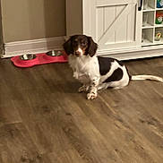 Kahlissi joined the competition — help win amazing prizes! dog, indoor, wooden_floor, pink_dog_bowl, white_cabinet, barn_door, pet, flooring, brown_wall, small_dog, sitting, animal, domestic_animal, canine, fur, ears, tail, home, quiet, calm