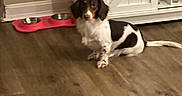 Kahlissi joined the competition — help win amazing prizes! dog, indoor, wooden_floor, pink_dog_bowl, white_cabinet, barn_door, pet, flooring, brown_wall, small_dog, sitting, animal, domestic_animal, canine, fur, ears, tail, home, quiet, calm