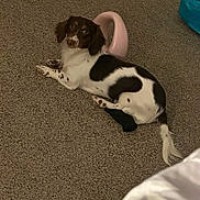 Kahlissi is registered to the contest to win money with this photo: dog, carpet, indoor, pet, black_and_white, floppy_ears, lying_down, curious, plastic_object, blue_bag, floor, animal, domestic, cute, companion, looking, relaxed, small_dog, home, paw