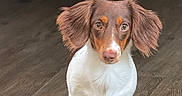 Kahlissi joined the competition — help win amazing prizes! dog, puppy, brown_and_white, floppy_ears, curious_look, wooden_floor, indoor, pet, animal, small_dog, canine, front_paws, tail, snout, ears, cute, adorable, domestic_animal, young_dog, looking