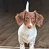 dog, puppy, brown_and_white, floppy_ears, curious_look, wooden_floor, indoor, pet, animal, small_dog, canine, front_paws, tail, snout, ears, cute, adorable, domestic_animal, young_dog, looking
