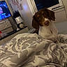 dog, bedroom, blanket, patterned_blanket, lamp, window, television, furniture, curious, pet, indoor, brown_dog, white_dog, small_dog, head_tilt, cozy, night, relaxation, couch, home
