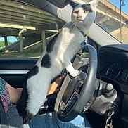 Oreo joined the competition — help win amazing prizes! animal, black_and_white, car, cat, collar, curious, dashboard, daytime, interior, jeans, keys, leash, overpass, person, pet, road, seatbelt, steering_wheel, sunlight, window