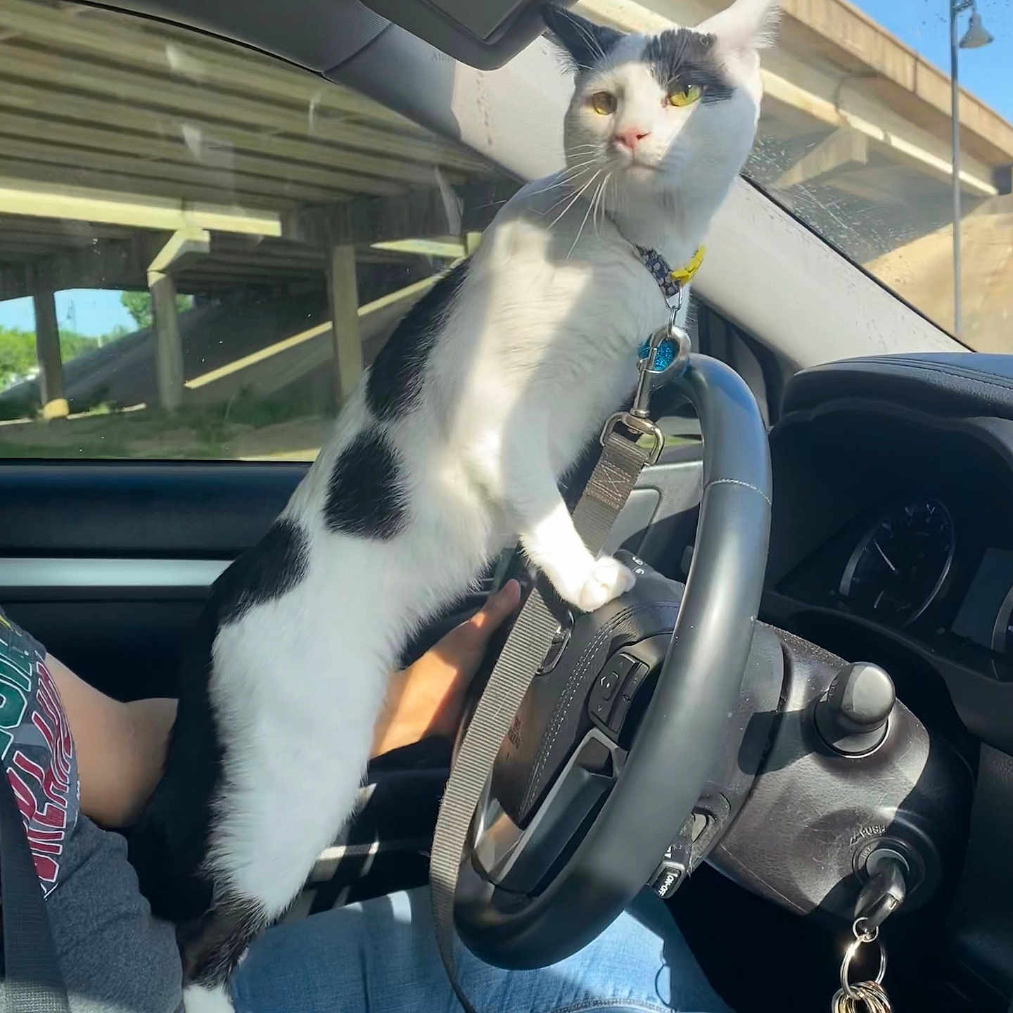 Oreo joined the competition — help win amazing prizes! animal, black_and_white, car, cat, collar, curious, dashboard, daytime, interior, jeans, keys, leash, overpass, person, pet, road, seatbelt, steering_wheel, sunlight, window