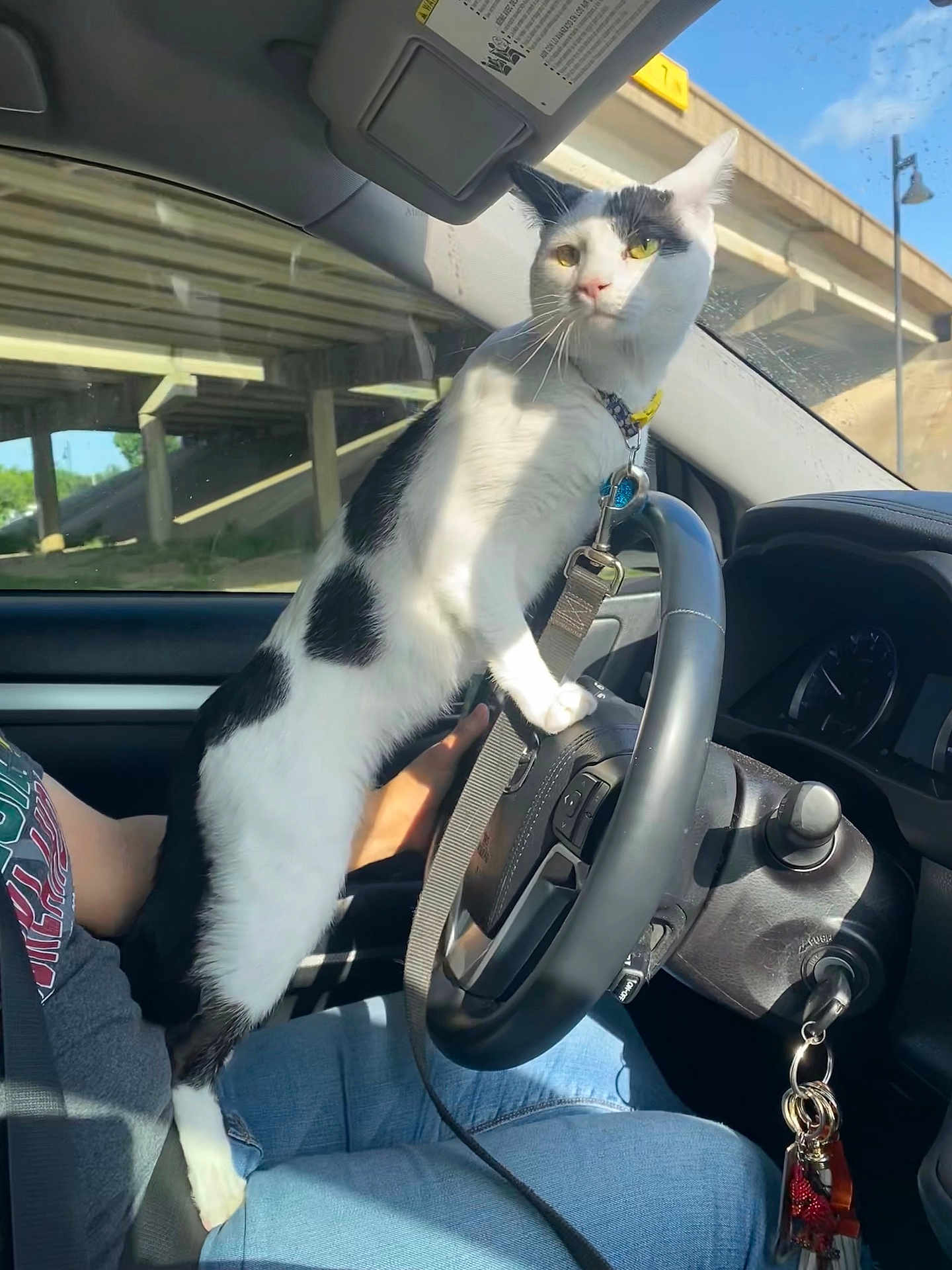 Oreo