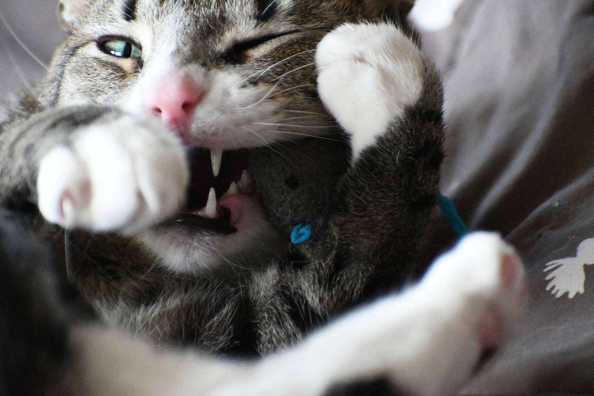 Zane joined the competition — help win amazing prizes! aegean_cat, american_shorthair, american_wirehair, asian, carnivore, cat, claw, domestic_short_haired_cat, european_shorthair, eye, felidae, fur, kitten, mammal, nose, paw, polydactyl_cat, small_to_medium_sized_cats, snout, whiskers