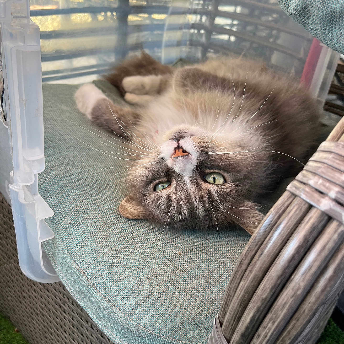 Frito