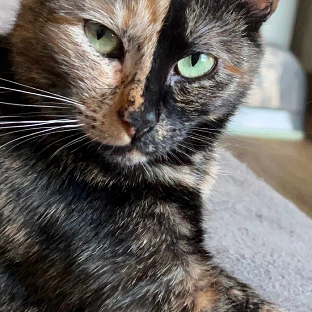Nelya